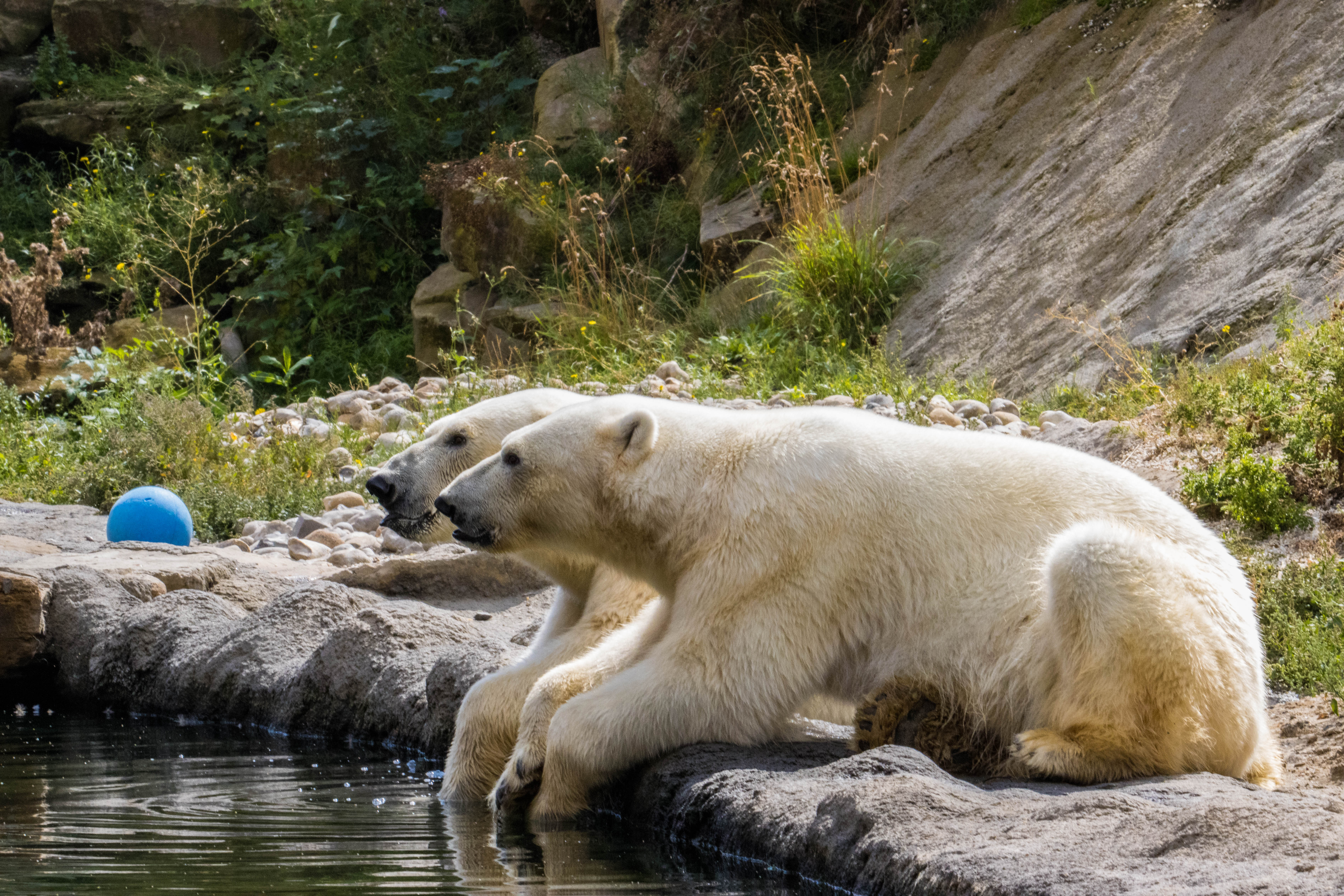 Ours blanc-IMG_1553.jpg